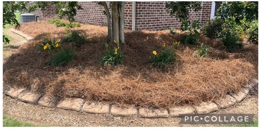 After: Flowerbed cleaned out and topped with fresh pine straw