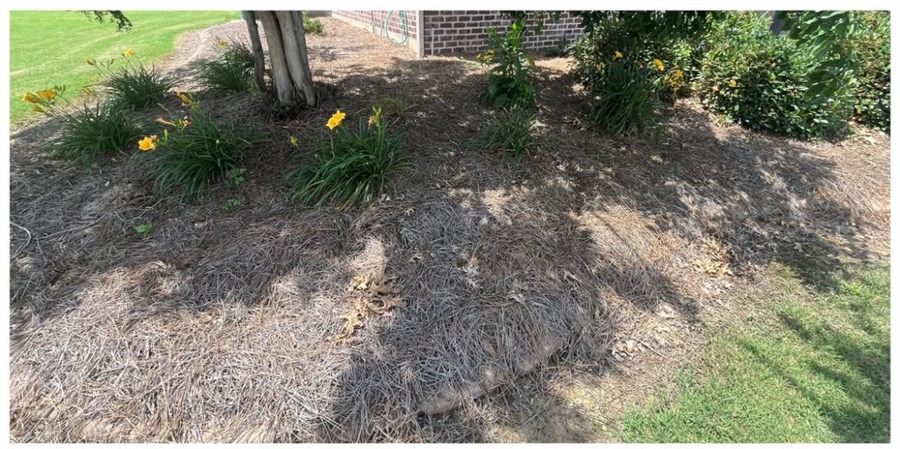 Before: Flowerbed cleaned out and topped with fresh pine straw